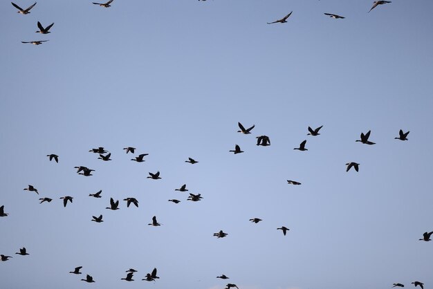 trekkende ganzen komen in de lente in het veld