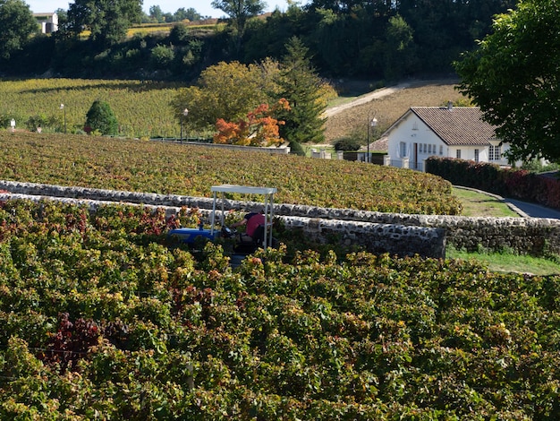 Trekker bezig met rijen wijnstokken in een wijngaard vóór de oogst in de regio Saint Emilion, Frankrijk