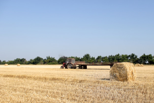 Trekker met hooi. De tractor met hooi. Balen hooi gestapeld in de wagen.