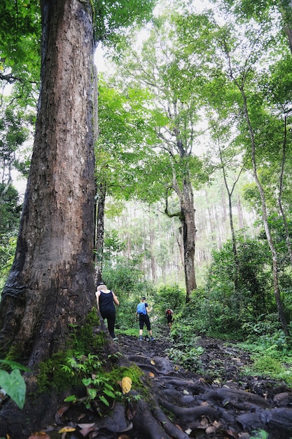 Trekking couple in forest