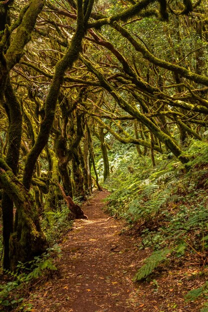 Trekking to garajonay del bosque natural park in la gomera canary islands trees with moss humid forest on the path of raso de la bruma and risquillos de corgo