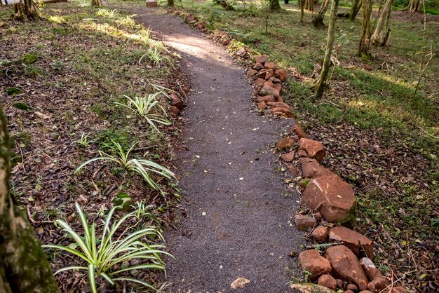 Trekking in the middle of nature in Brazil