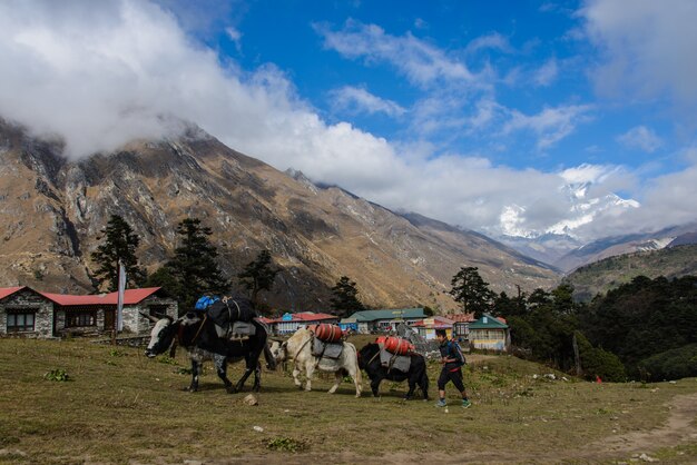 Trekking in Nepal, Himalayas