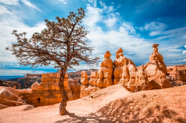 Trekking Queens Garden Trail in Bryce National Park, Utah. Verenigde Staten