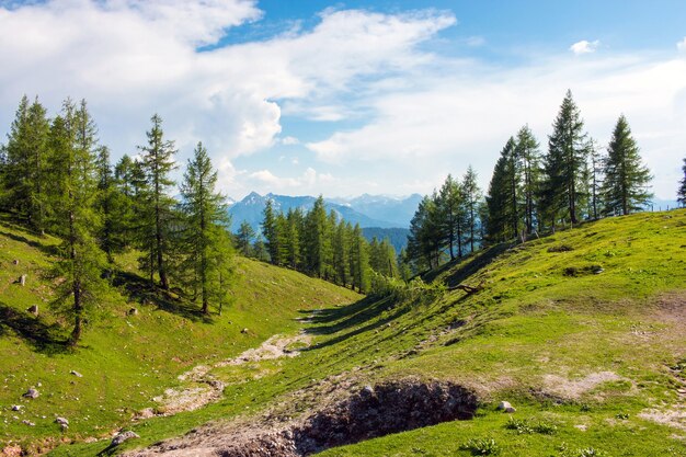 Percorso di trekking nel parco nazionale dachstein, austria. via le montagne alpine e la foresta verde. cielo azzurro in una giornata estiva