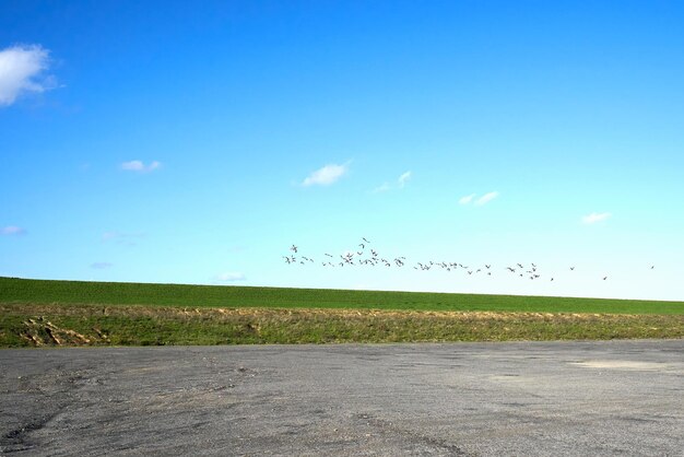 Trekvogels, ganzen en groen veld, blauwe lucht op de achtergrond.