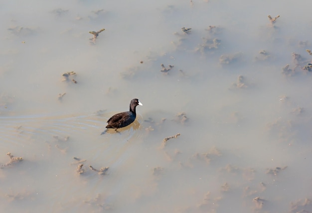 Trekvogels in het natuurreservaat Hula