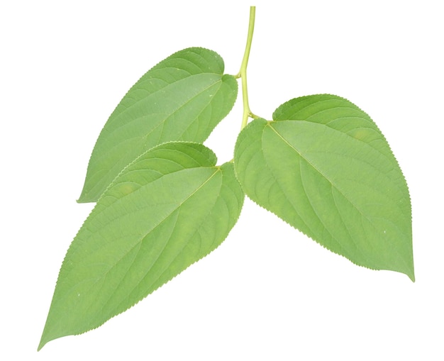 Trema orientale или charcoaltree имеет различные применения в качестве травяного лекарства в широком диапазоне культур