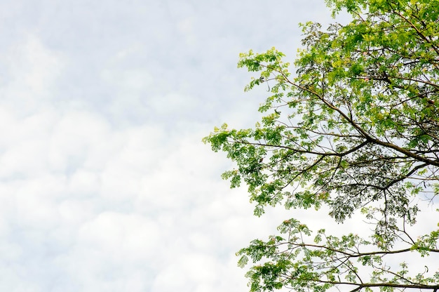 Trembesi Monkey pod tree Samanea saman green leaves canopy and cloudy sk