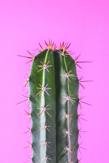 Trendy cactus plants on pink wall