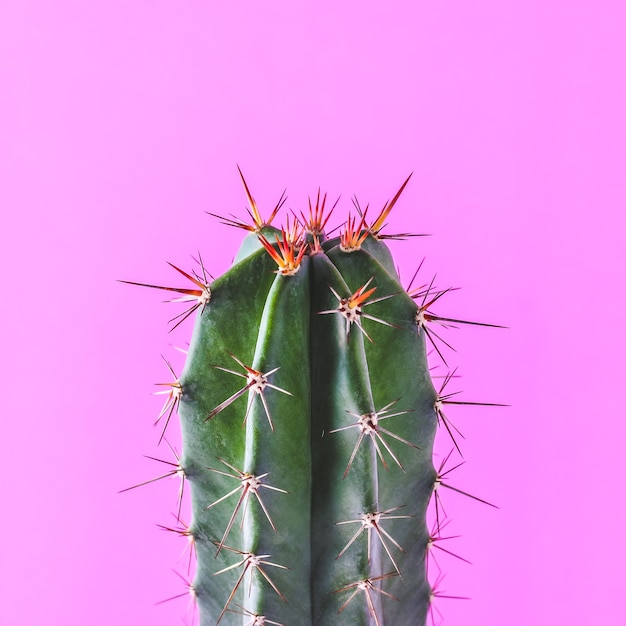 Trendy cactus plants on pink wall