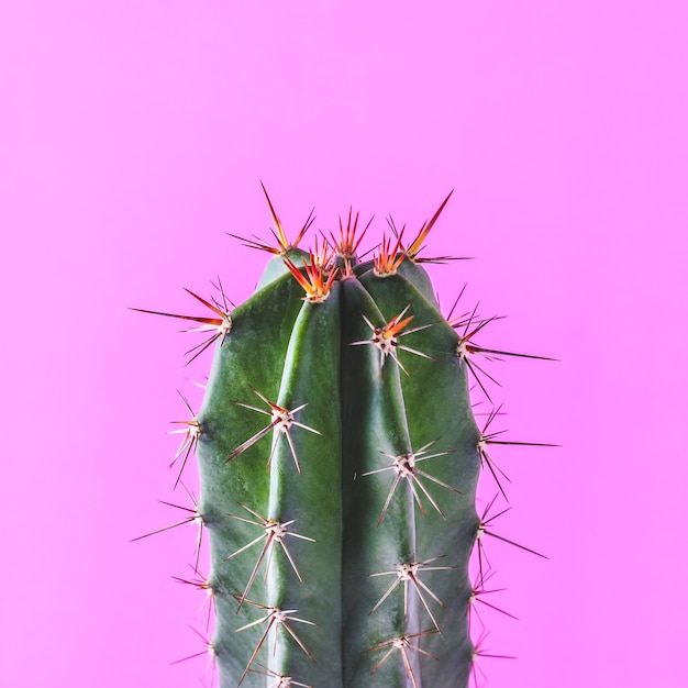 ピンクの壁にトレンディなサボテンの植物