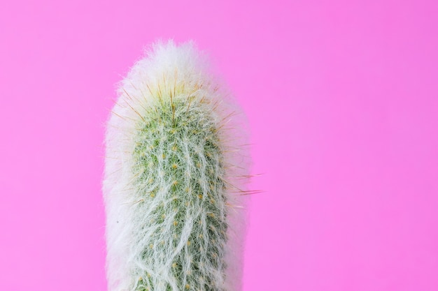 Trendy cactus plants on pink wall