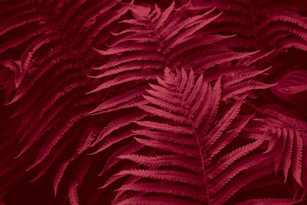Trendy color of 2023 viva magenta Magenta toned fern leaves petals background