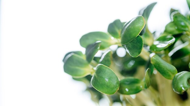 Trendy micro greens sprouts closeup on white background