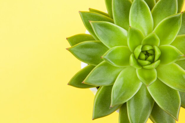 Trendy succulent Haworthia cymbiformis closeup on yellow background, copy space, macro.