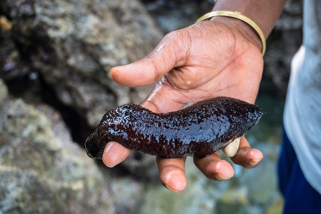 Trepang sulla mano di un uomo sul mare. cetriolo di mare nero. brutta cosa.