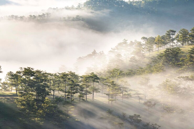 Photo 안개 속의 트레스