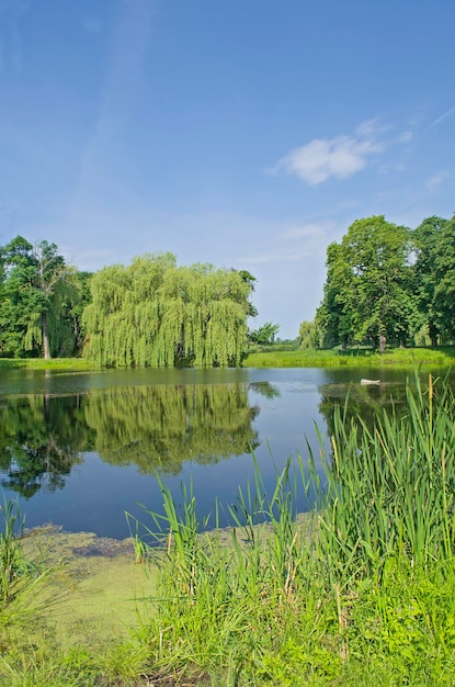 Treurwilgen bij de rivier in park