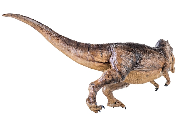 격리된 배경에 있는 Trex Tyrannosaurus 공룡