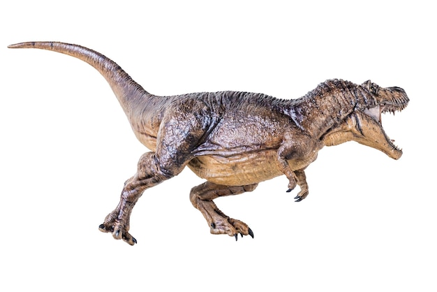 Trex Tyrannosaurus dinosaur on isolated background