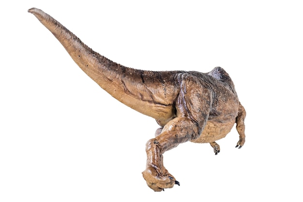 写真 孤立した背景に trex ティラノサウルス恐竜