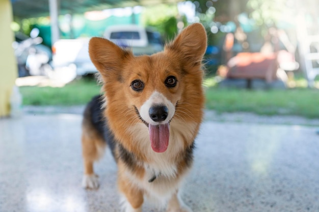 Tri color Corgi Pembroke sticking tongue out indoor