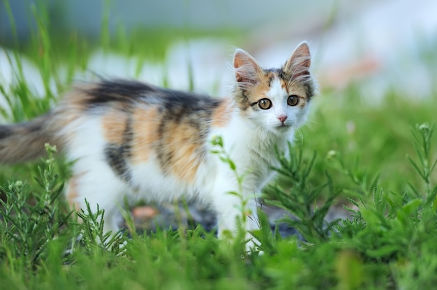 写真 夏の草の三色の若い猫