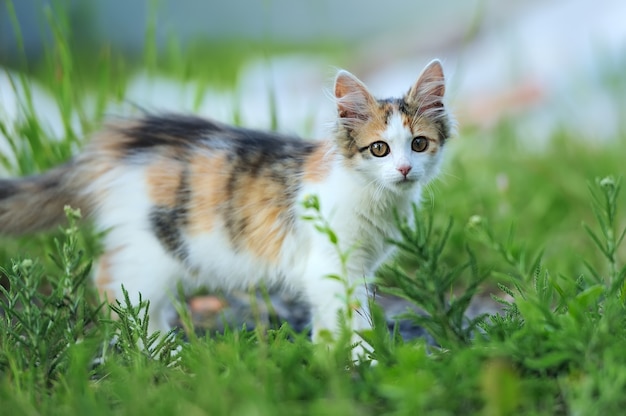 Foto giovane gatto tricolore nell'erba estiva