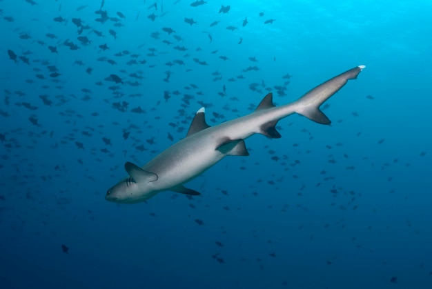 파란색 트리아에노돈 오베수스 화이트팁 리프 상어 아래에서 보기