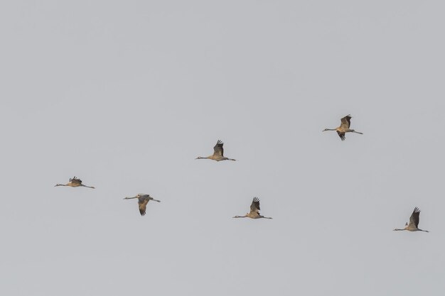 Foto volo triangolare delle gru comuni grus grus che migrano a sud in autunno