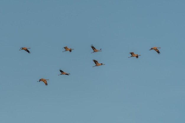 Foto volo triangolare delle gru comuni grus grus che migrano a sud in autunno