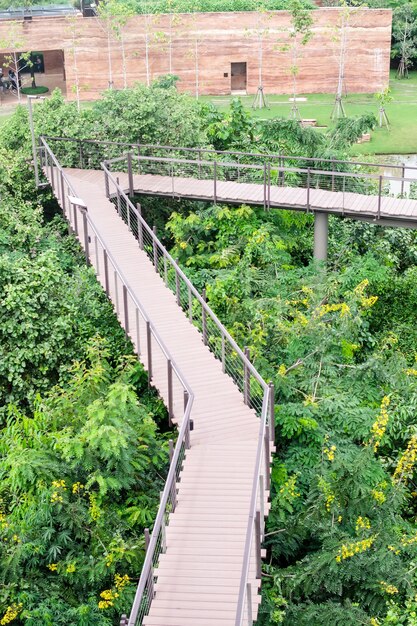 Triangle wood walk path bridge above the rain forest