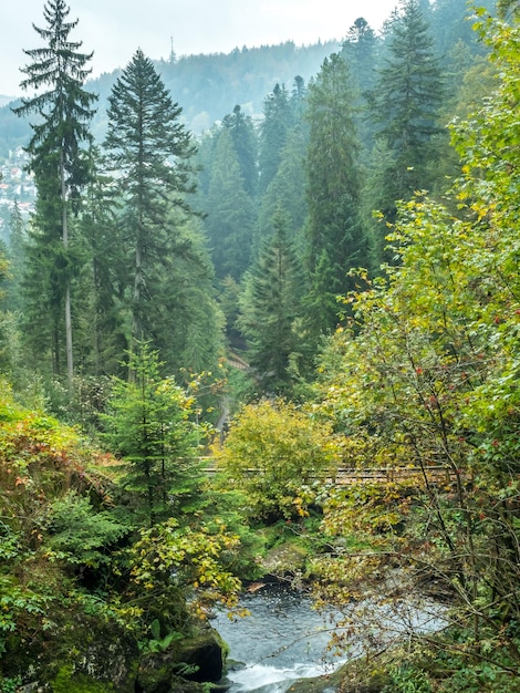 슈바르츠발트(Schwarzwald)의 트리베르크(Triberg) 폭포와 주변 숲