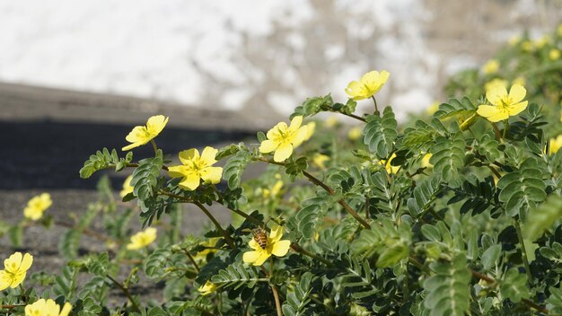 Tribulus terrestris, также известный как Caltrop Tribulus Catshead Common dubbletjie Puncturevine Goat head Devils thorn Devils weed Small caltropsLand calotrops Calthrop Devils eyelash