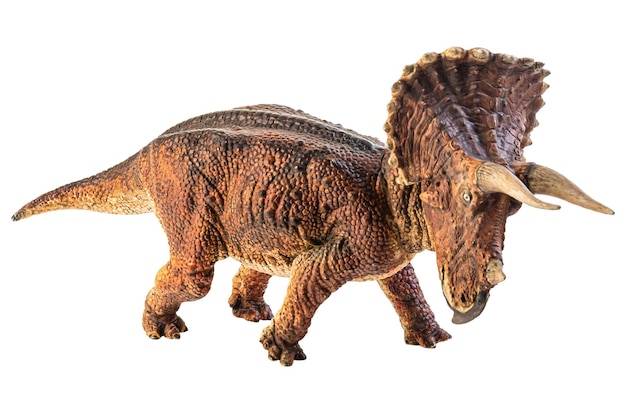 Triceratops dinosaur on white background