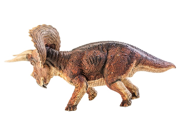 Triceratops dinosaur on white background