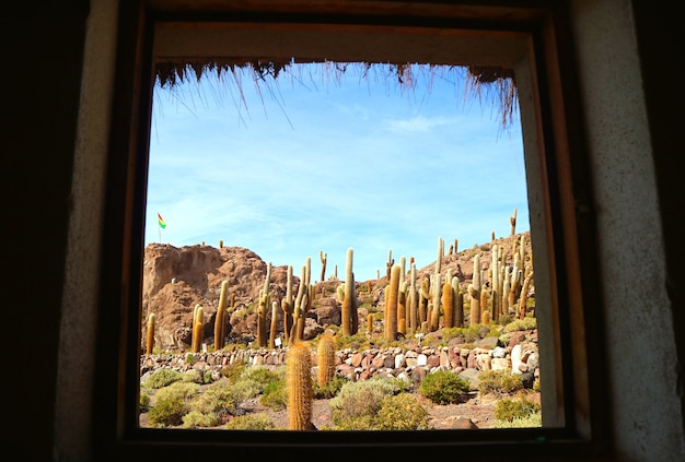 이슬라 incahuasi 바위 노두 salar de uyuni 소금 평지 볼리비아에 trichocereus 선인장 필드