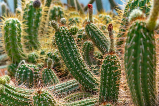 TRICHOCEREUS MACROGONUS in een kas in de botanische tuin