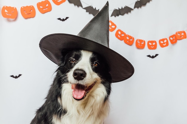 Trick or treat concept grappige puppy hond border collie gekleed in halloween hoed heks kostuum eng en