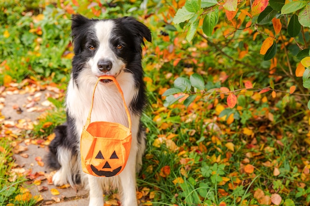 Trick or treat concept grappige puppy hond border collie pompoen mand in mond zittend op val...