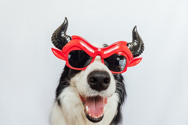Trick or Treat concept grappige puppy hondje border collie gekleed in halloween domme Satan duivel brillen kostuum eng en spookachtig geïsoleerd op witte achtergrond Voorbereiding voor Halloween-feest