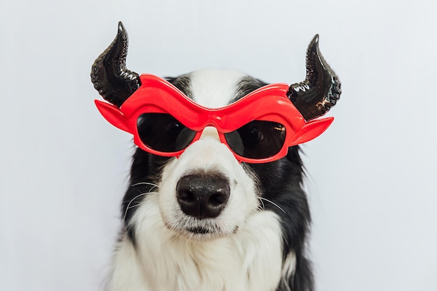 할로윈 바보 사탄 악마 안경을 입은 재미있는 강아지 보더 콜리를 속이거나 치료하십시오.