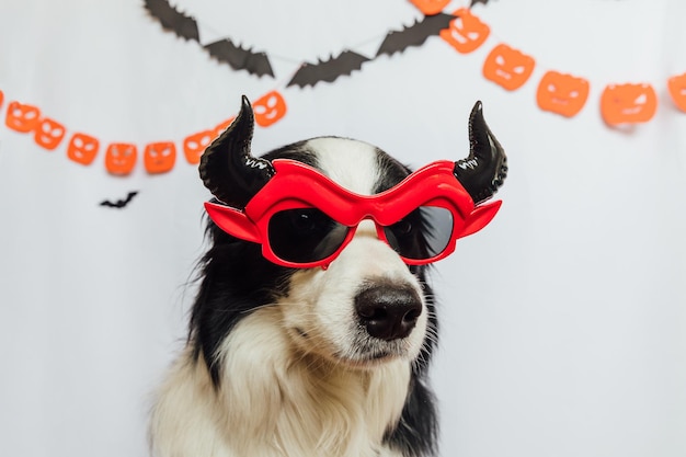 Trick or Treat concept Funny puppy dog border collie dressed in halloween silly Satan devil eyeglasses costume on white background with halloween garland decorations Preparation for Halloween party