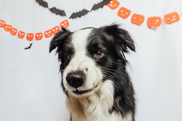 怖くて不気味な面白い笑顔のハロウィーンfとコンセプト面白い子犬の犬のボーダーコリーをだましまたは扱います