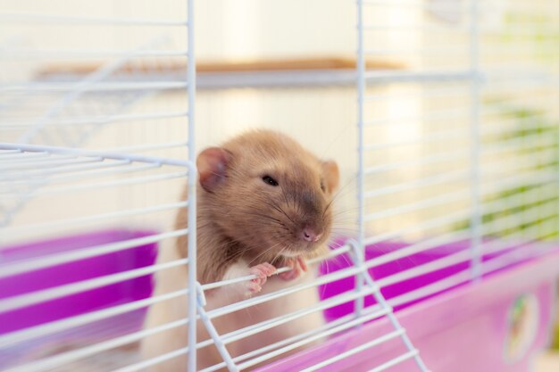 Tricky rat looking out of its cell and winking