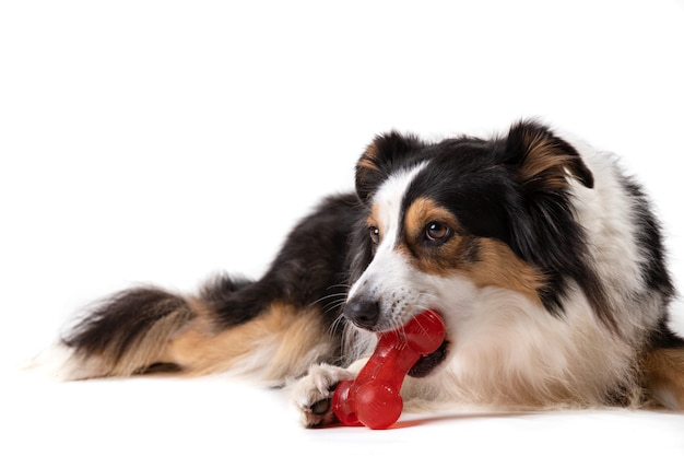 Photo tricolor australian shepherd playing with a rubber bone