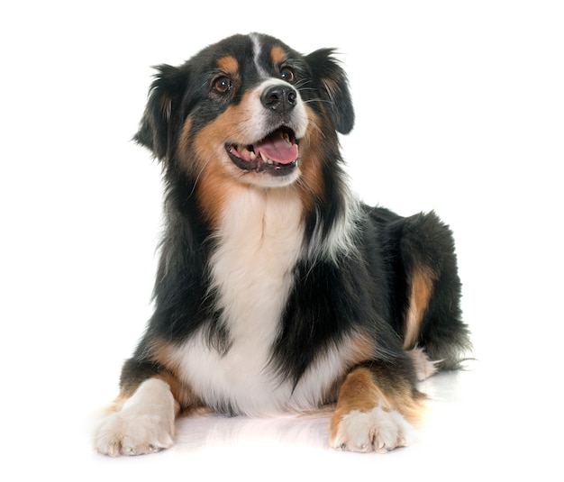 tricolor australian shepherd