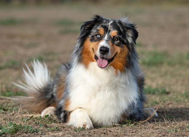 Tricolor Australische herder