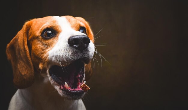 Tricolor Beagle dog waiting and catching a treat in studio against dark background